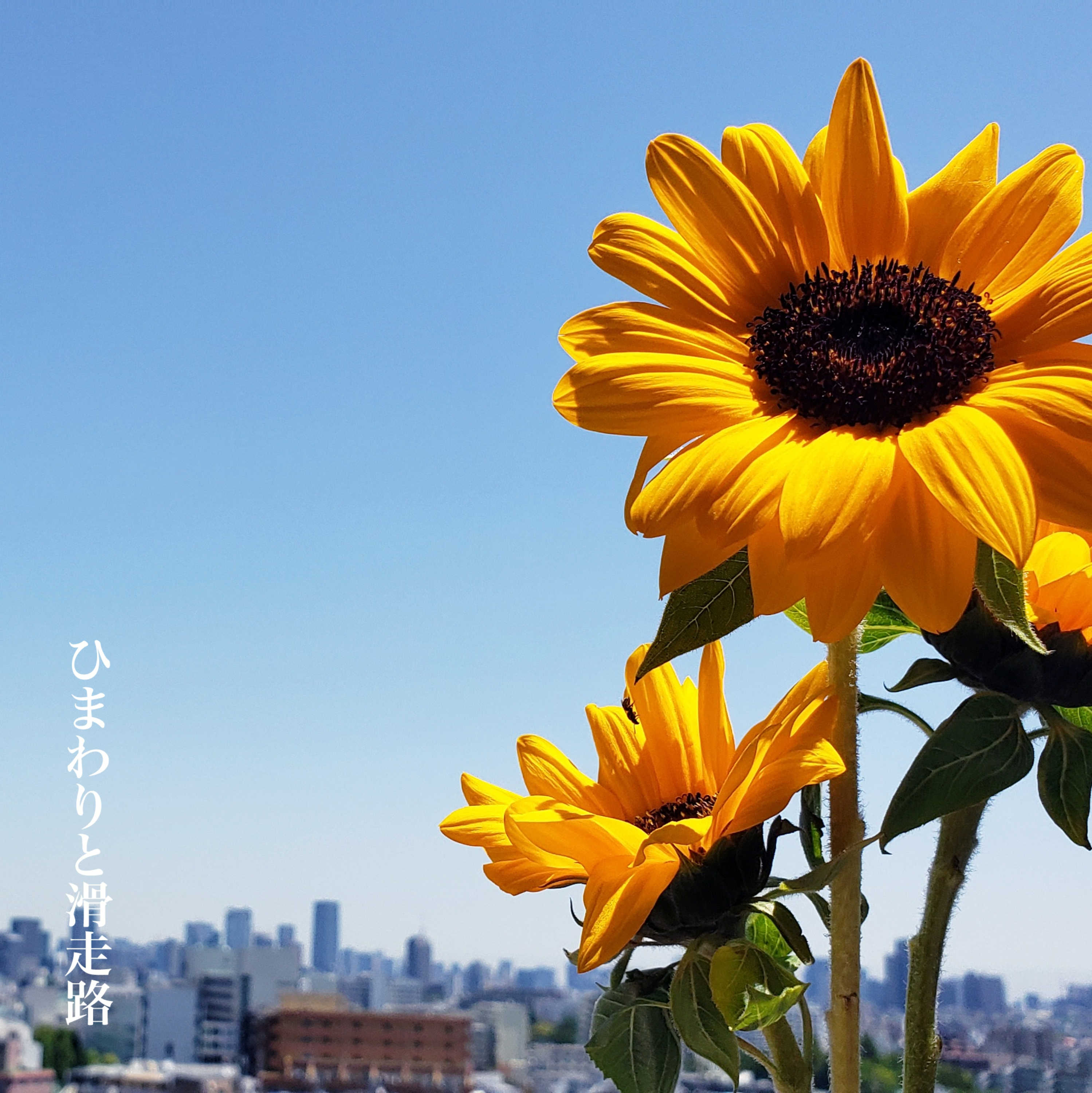 玉木正太郎『ひまわりと滑走路』